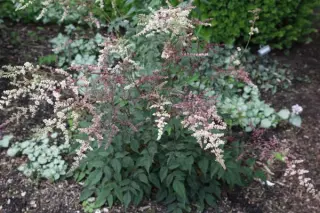 Astilbe longicarpa BSWJ6711