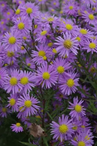 Aster 'Looman's Blue'
