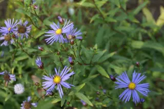 Aster maackii