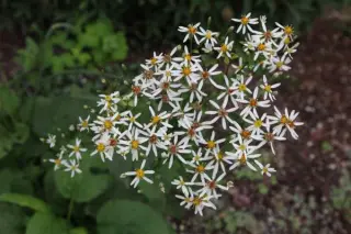 Aster macrophyllus 'Alba'
