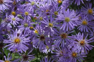 Aster macrophyllus 'Twilight'