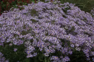 Aster macrophyllus 'Twilight'