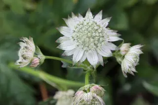 Astrantia major 'April Love'