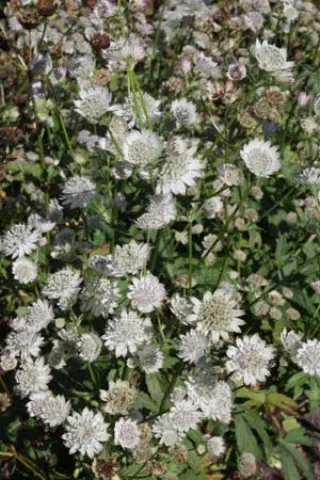 Astrantia major 'April Love'