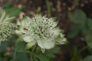 Astrantia major ssp. biebersteinii