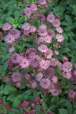 Astrantia major 'Cherise Button'