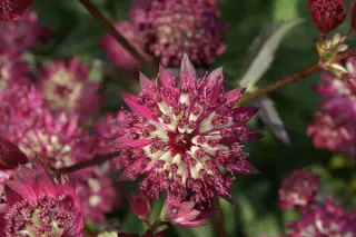 Astrantia major 'Dark Shiny Eyes'