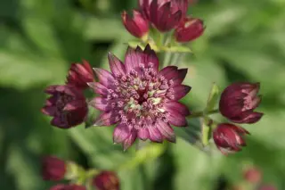 Astrantia major 'Elmblut'