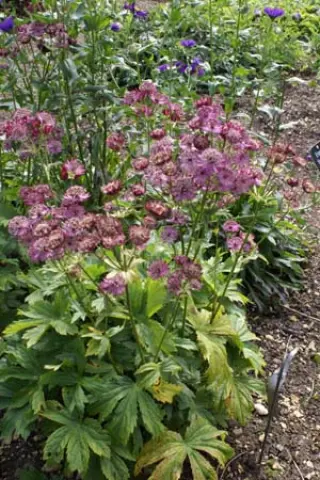 Astrantia major 'Elmblut'