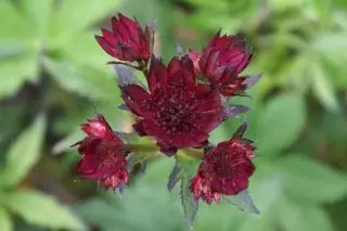 Astrantia major ex 'Garnet'