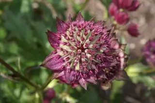 Astrantia major 'Gill Richardson'