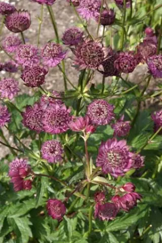 Astrantia major 'Gill Richardson'