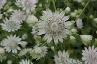 Astrantia major 'Giselle'