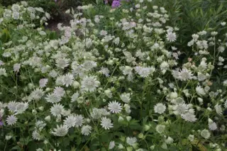Astrantia major 'Giselle'