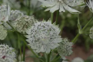Astrantia major 'Moira Read'