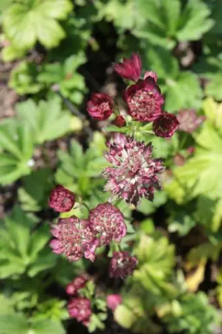 Astrantia major 'Moulin Rouge'