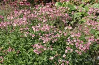 Astrantia major 'Roma'
