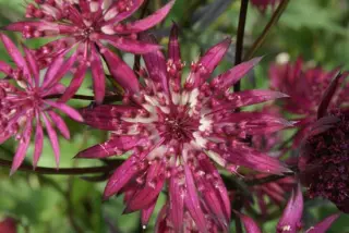 Astrantia major 'Ruby Star'