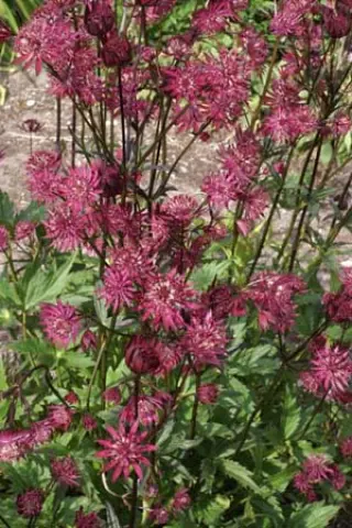 Astrantia major 'Ruby Star'