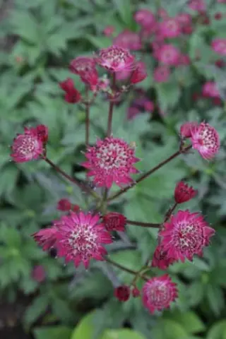 Astrantia major 'Ruby Wedding'