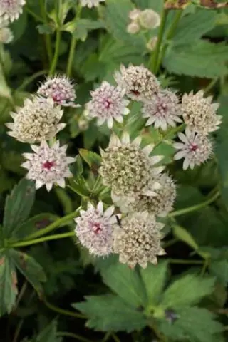 Astrantia major 'Shaggy'