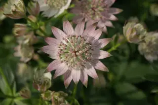 Astrantia major 'Silver Glow'