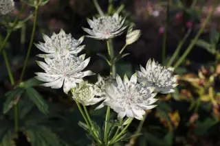 Astrantia major 'Snape Cottage'