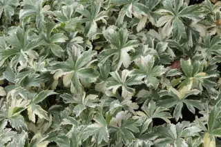 Astrantia major 'Star Of Magic'