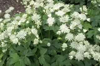 Astrantia major 'Super Star'