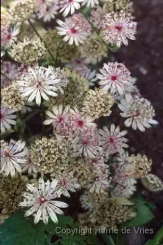 Astrantia major 'Sunningdale Var.'