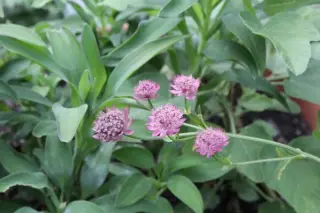 Astrantia major 'Venice'