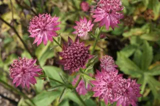 Astrantia major 'Washfield'