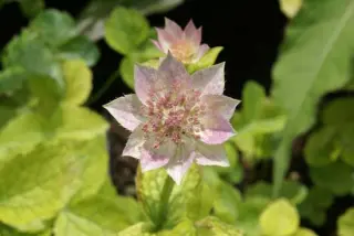 Astrantia maxima