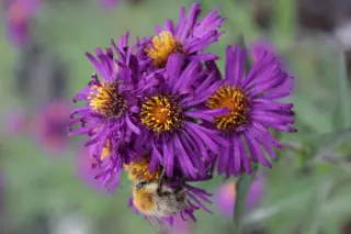 Aster novae-angliae 'Constance'