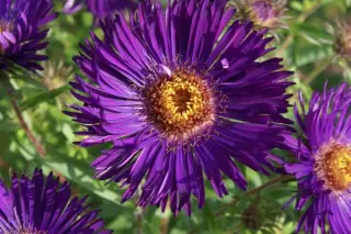 Aster novae-angliae 'Helen Picton'