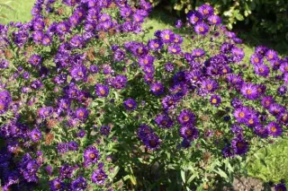 Aster novae-angliae 'Helen Picton'
