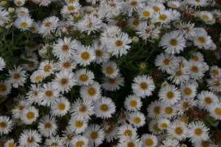 Aster novae-angliae 'Herbstschnee'