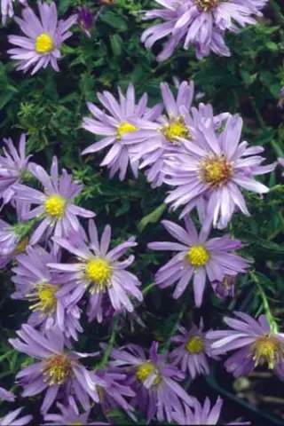 Aster novi-belgii 'Hittlemaar'