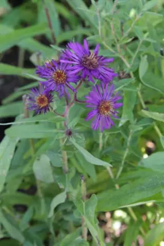 Aster novae-angliae 'Jason'