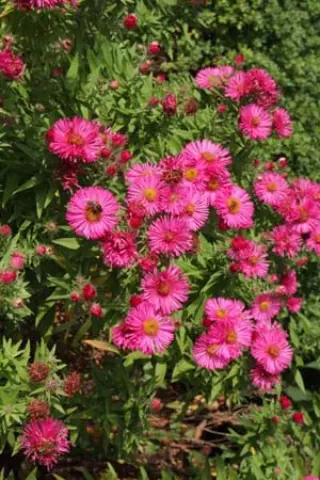 Aster novae-angliae 'Lachsglut'