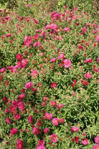 Aster novae-angliae 'Lachsglut'