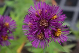 Aster novae-angliae 'Mar. Wolkonski'