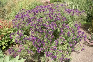 Aster novae-angliae 'Mar. Wolkonski'