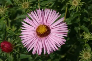 Aster novae-angliae 'Millennium Star'