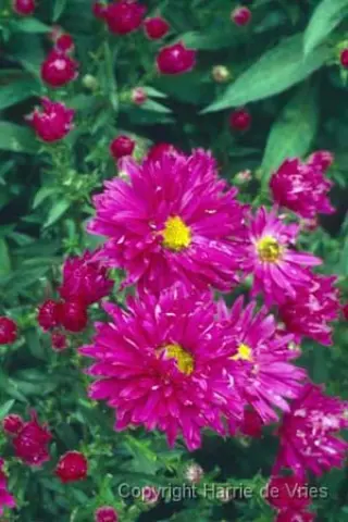Aster novi-belgii 'Neron'