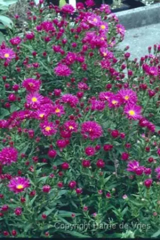 Aster novi-belgii 'Neron'