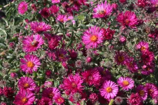 Aster novae-angliae 'Rubinschatz'
