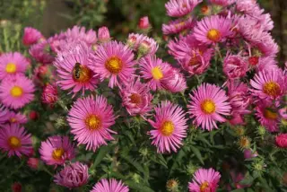 Aster novae-angliae 'Rudelsburg'