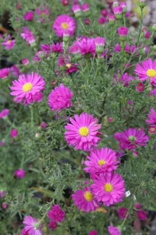 Aster novi-belgii 'Sun Plum'