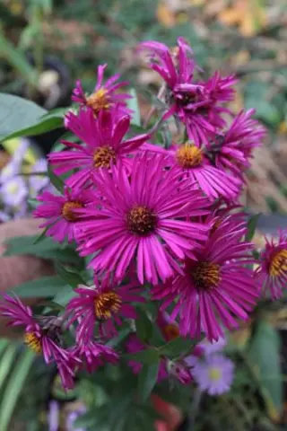 Aster novae-angliae 'Super Rouge'